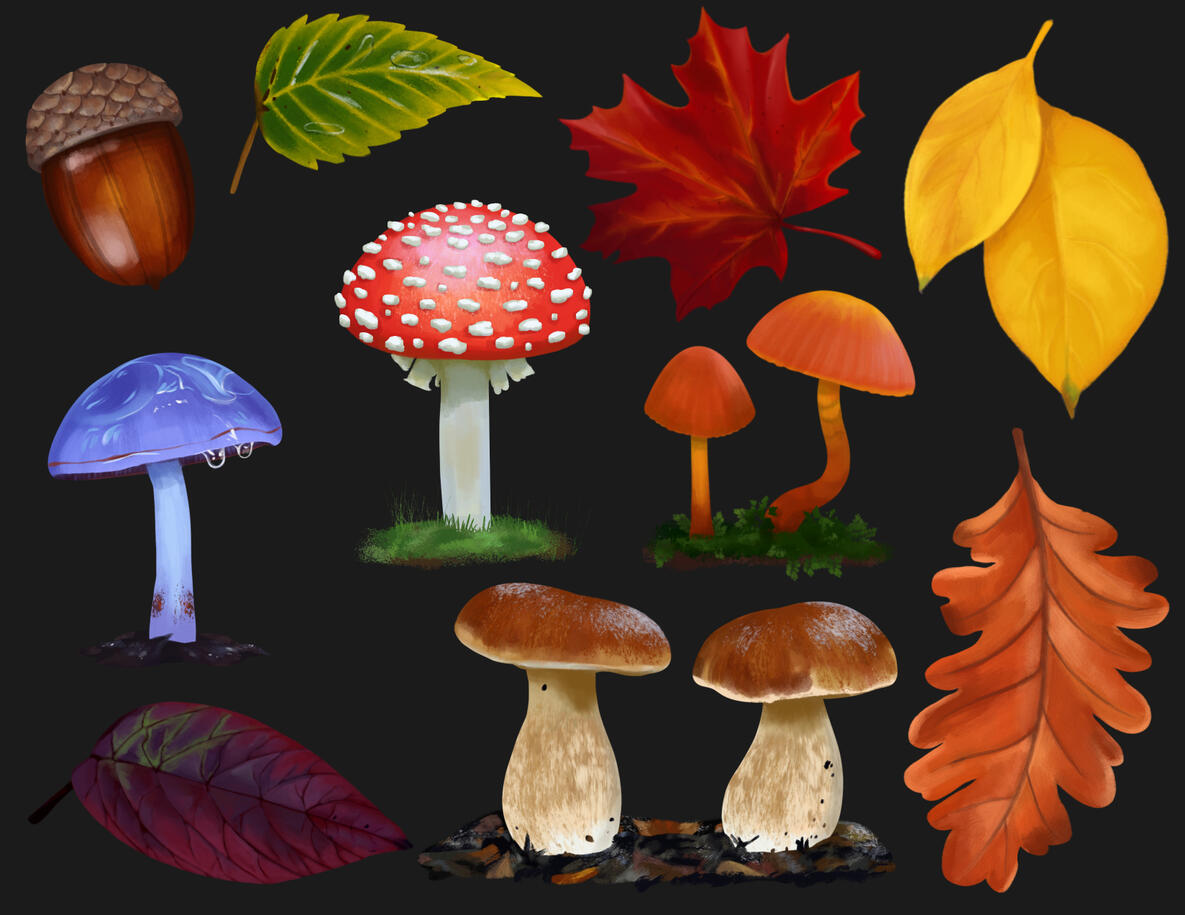 A full color study of natural objects associated with fall. Colorful leaves, mushrooms and acorns.