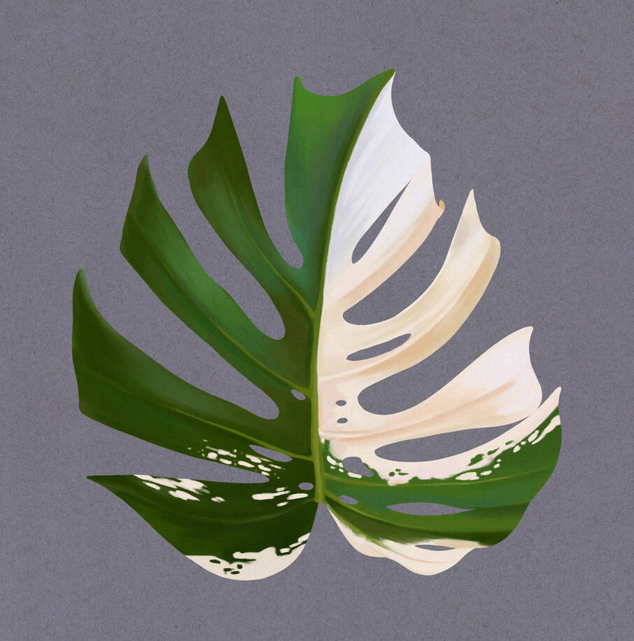 A full color illustration of a variegated monstera deliciosa leaf